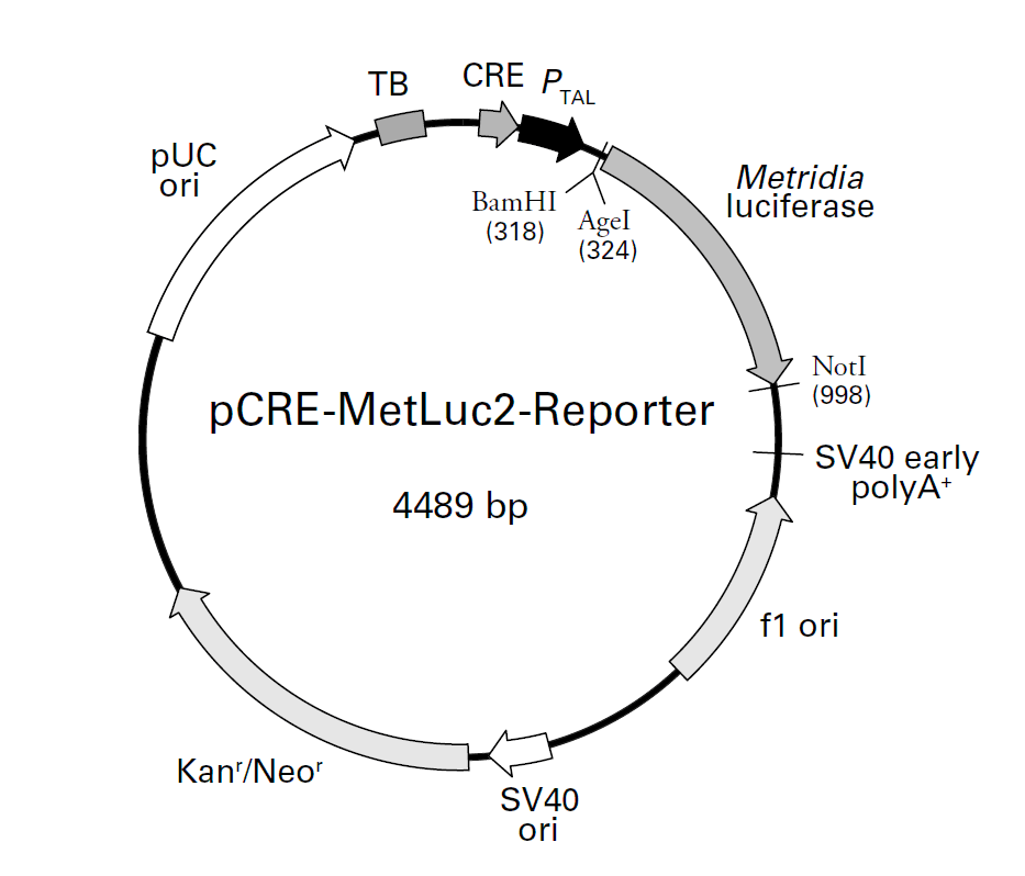 pCRE-MetLuc2-Reporter载体图谱