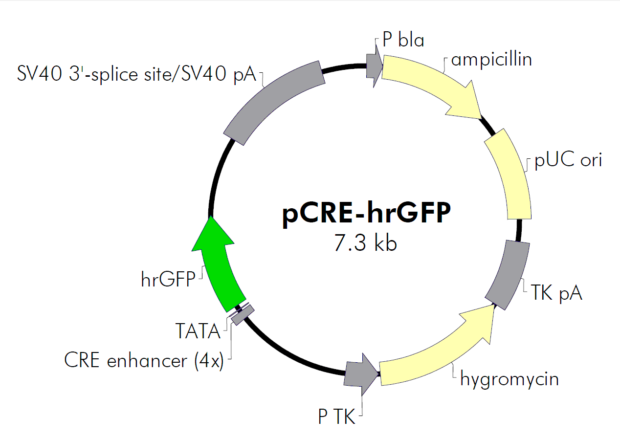 pCRE-hrGFP载体图谱