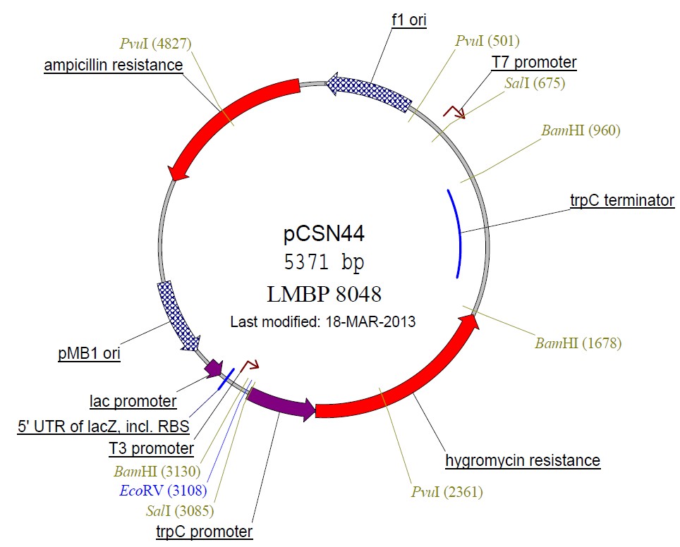 pCSN44载体图谱