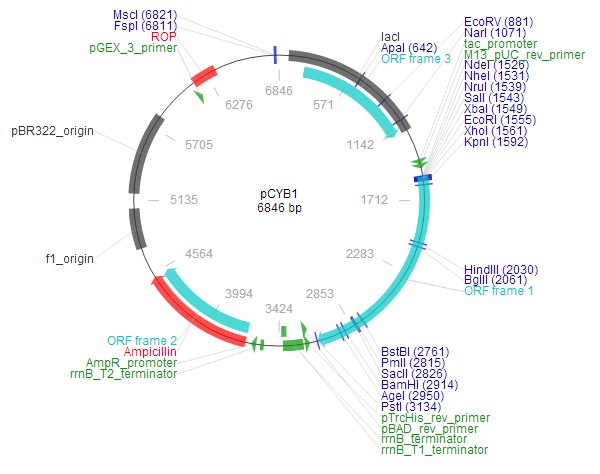 pCYB1载体图谱