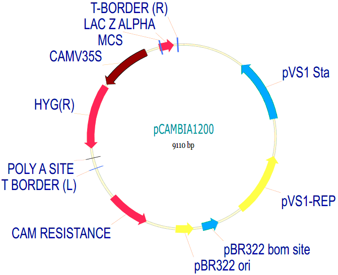 pCambia1200载体图谱