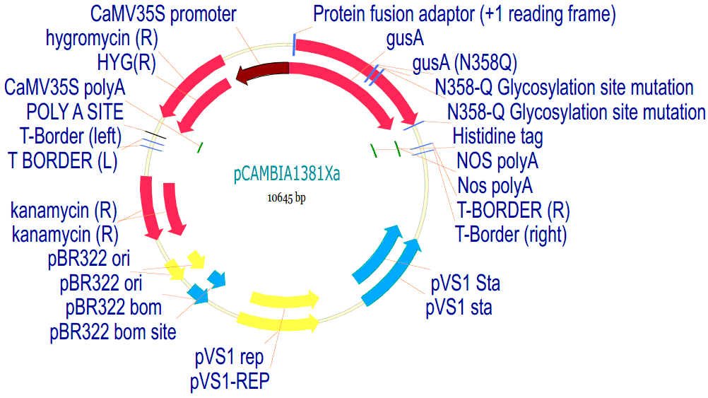 pCambia1381Xb载体图谱