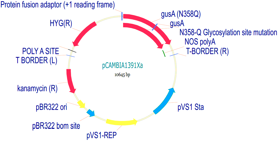 pCambia1391Xa载体图谱