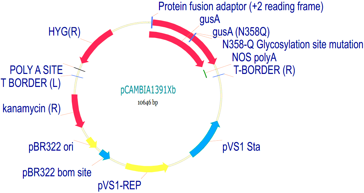 pCambia1391Xb载体图谱