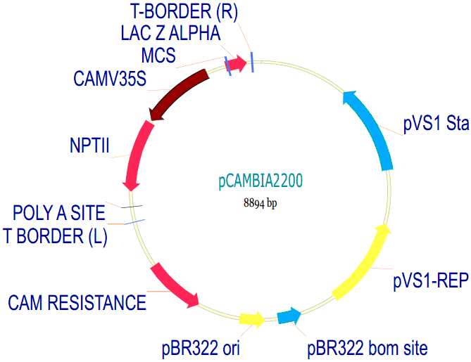 pCambia2200载体图谱