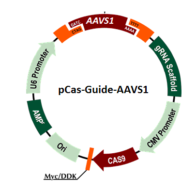 pCas-Guide-AAVS1载体图谱