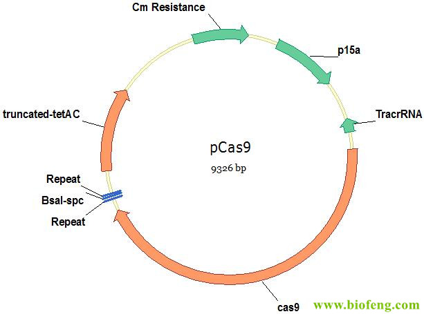 pCas9载体图谱