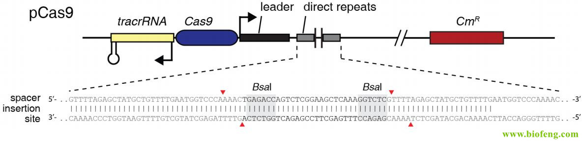 pCas9载体特征