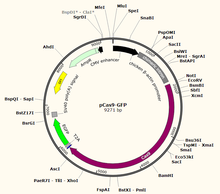 pCas9-GFP载体图谱