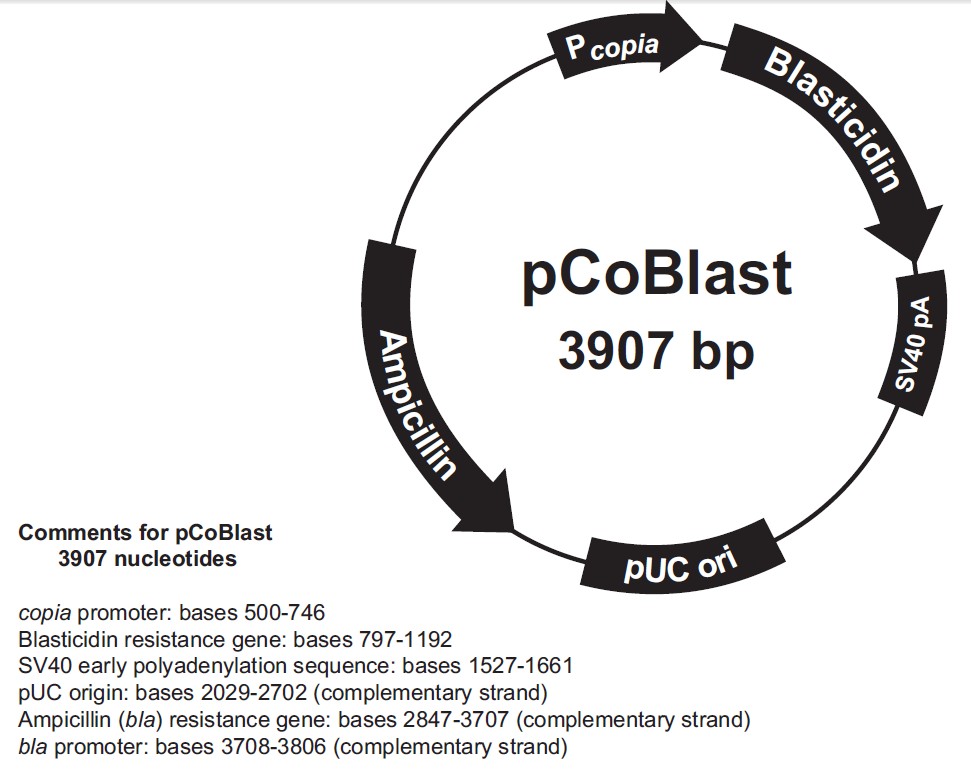 pCo-blast载体图谱