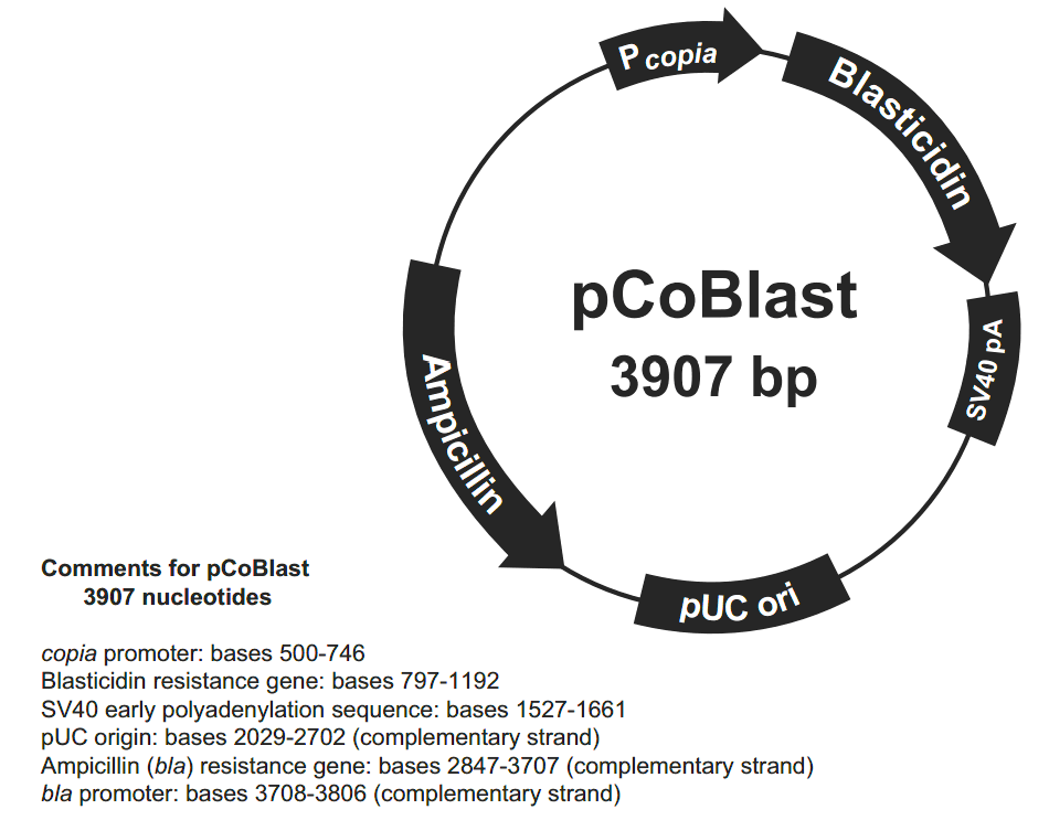 pCoBlast载体图谱