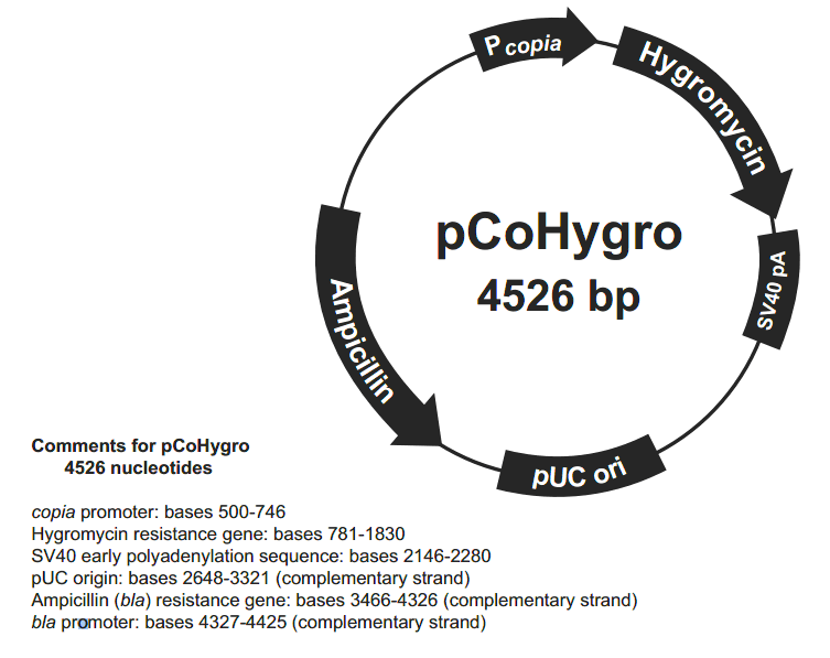 pCoHygro载体图谱