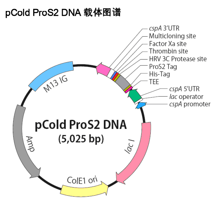 pCold ProS2載體圖譜