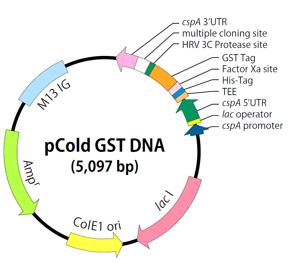 pCold-GST 载体图谱