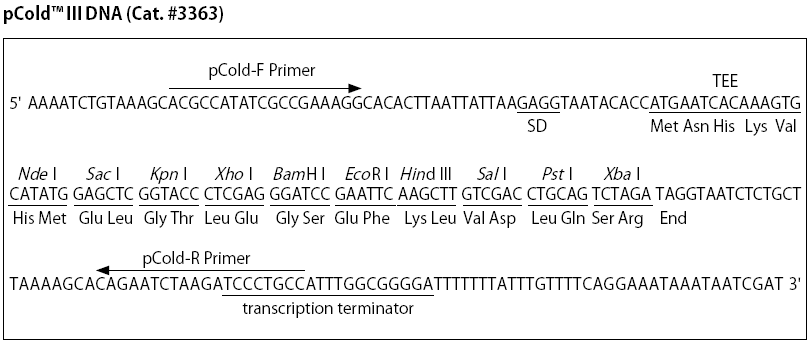 pCold III多克隆位点