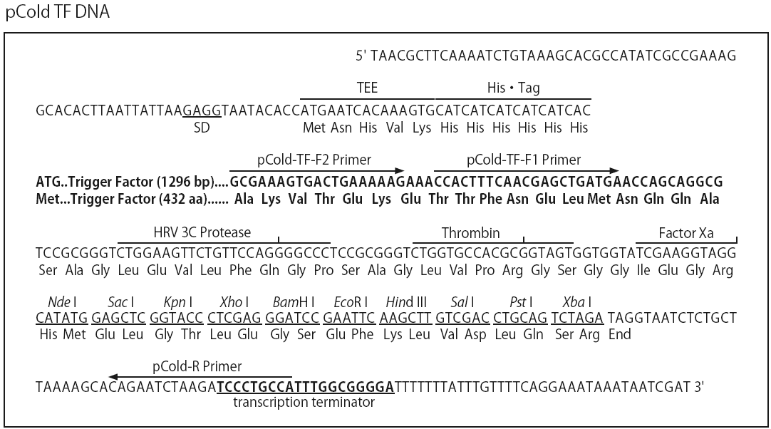 pCold TF多克隆位点