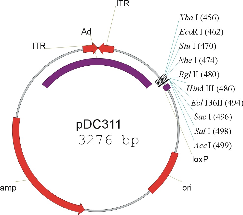 pDC311载体图谱
