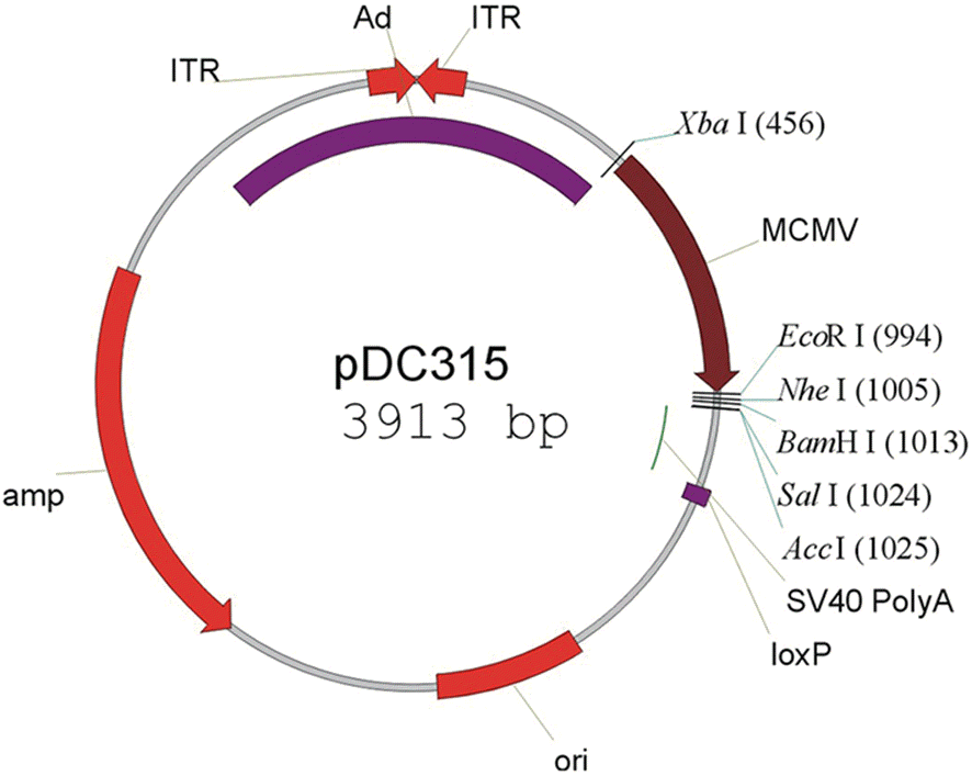 pDC315载体图谱