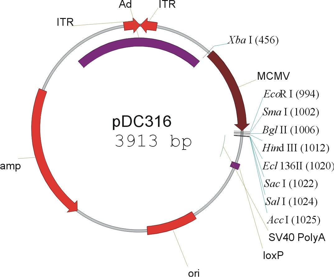 pDC316载体图谱