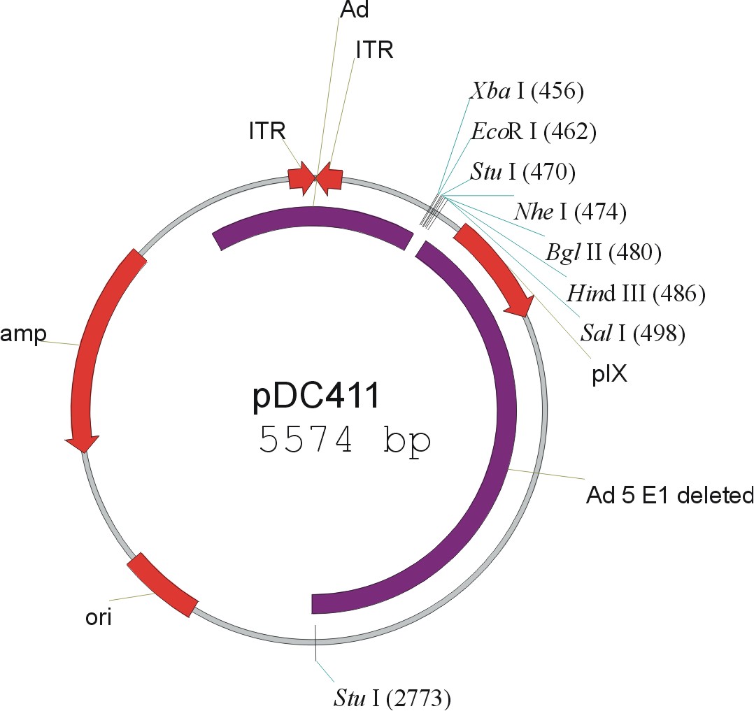 pDC411载体图谱