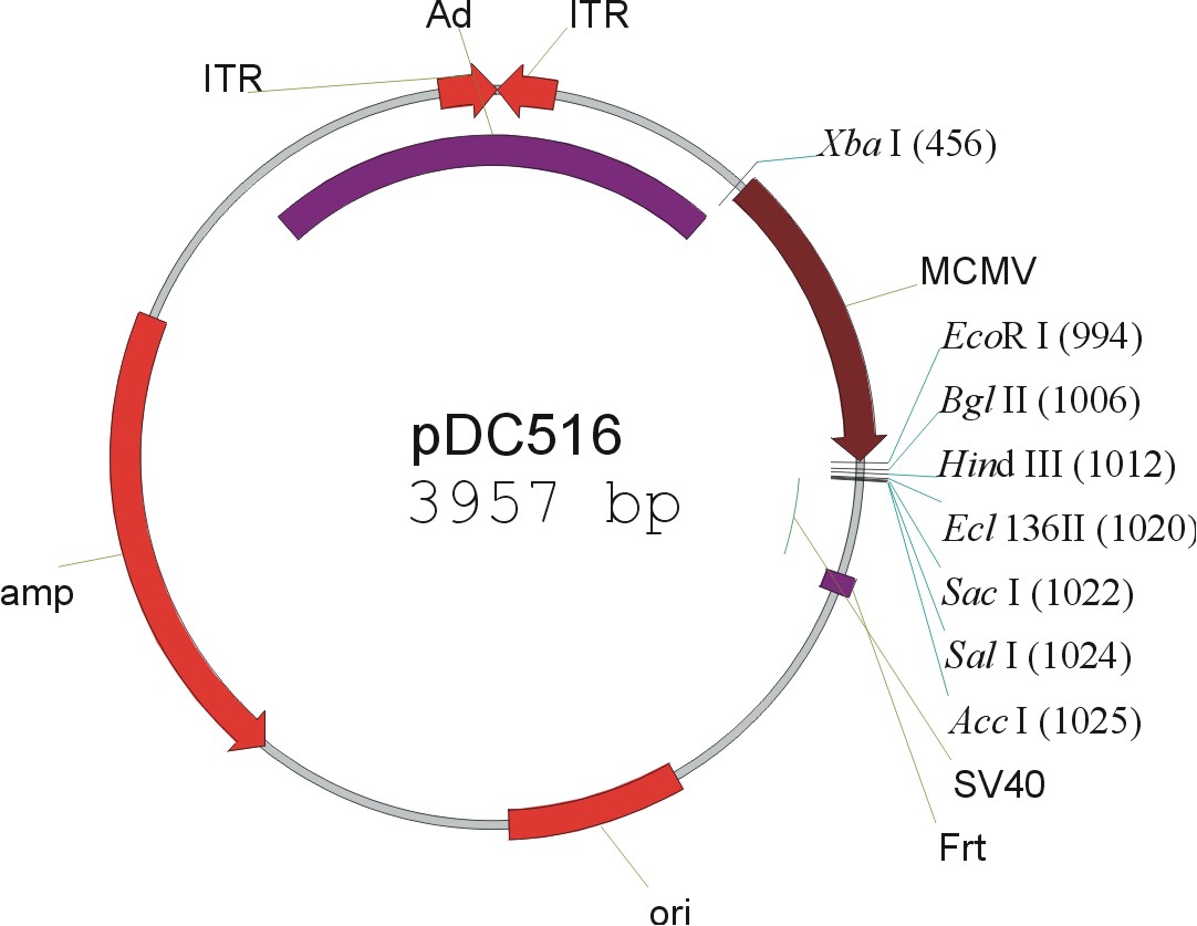 pDC516载体图谱