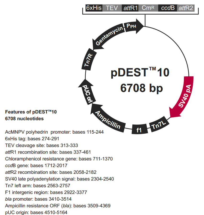 pDEST10载体图谱