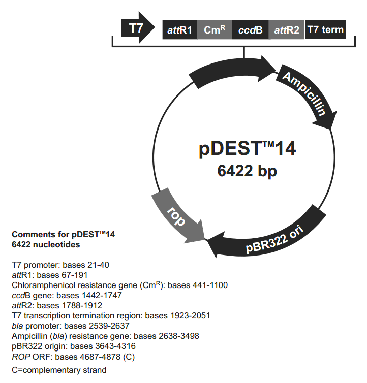 pDEST14载体图谱
