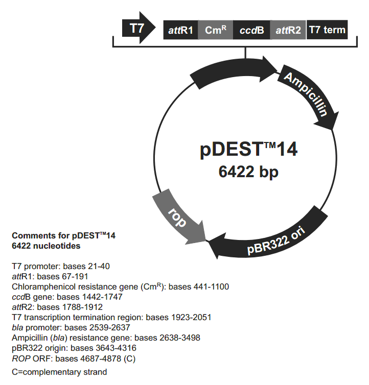 pDEST14載體圖譜