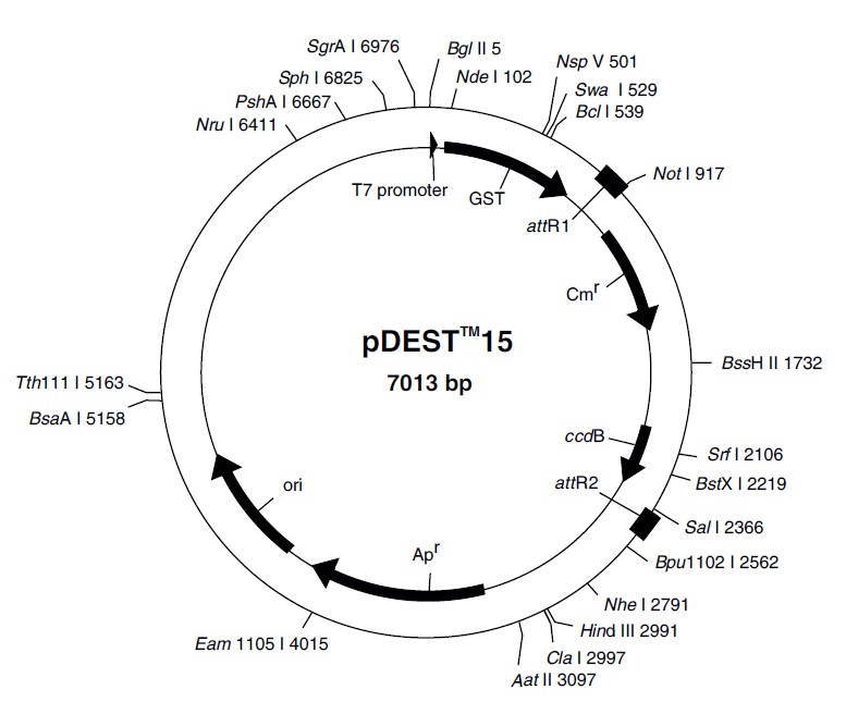 pDEST15載體圖譜
