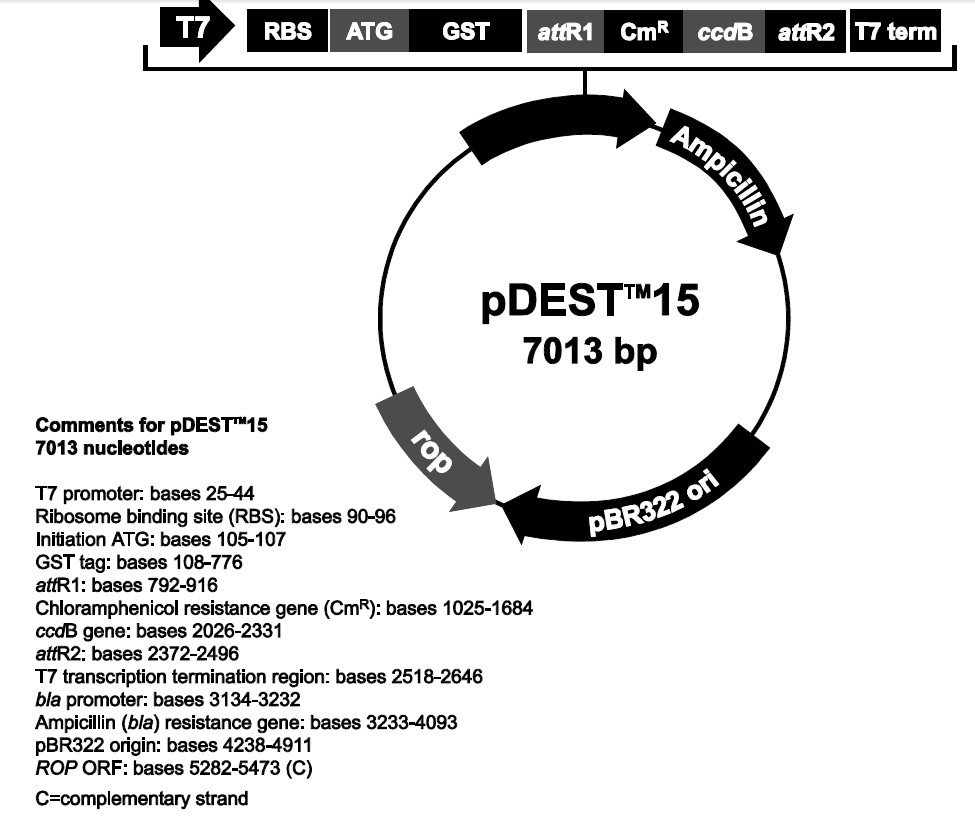 pDEST15載體特征