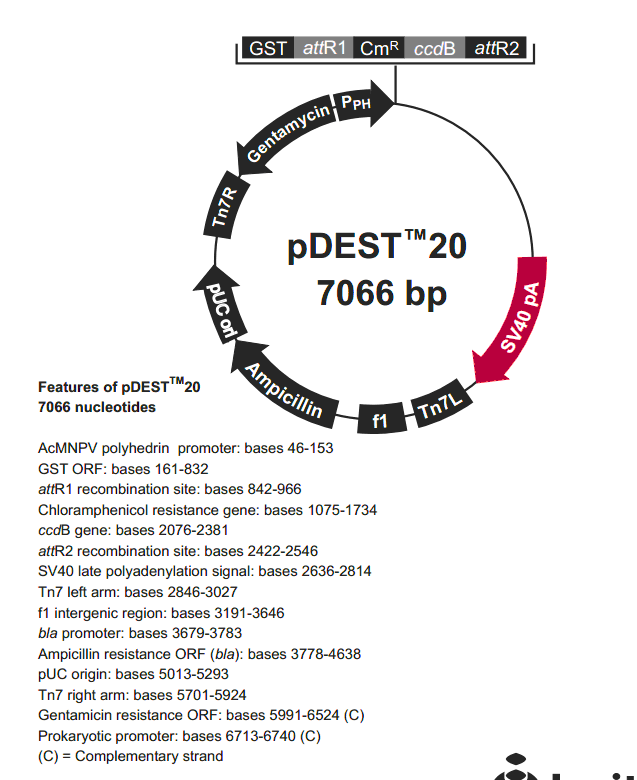 pDEST20载体图谱