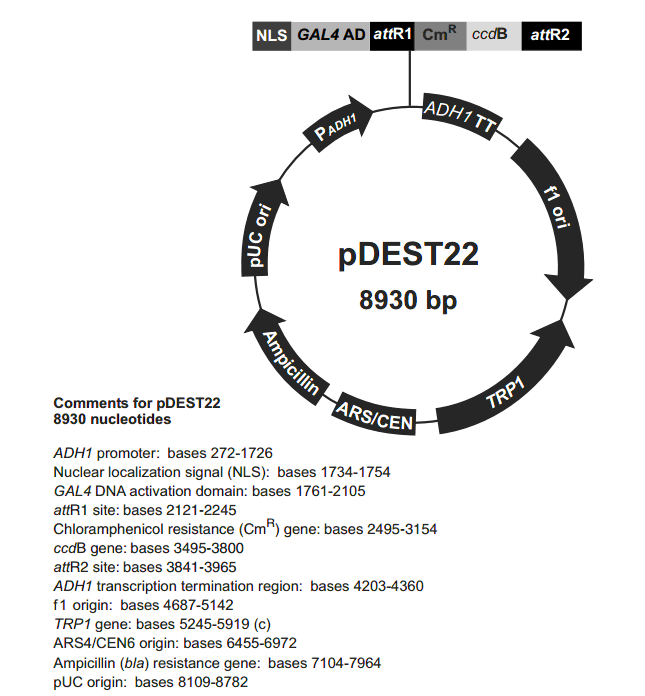 pDEST22载体图谱