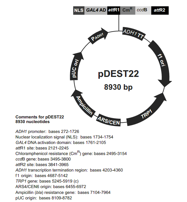 pDEST22載體圖譜