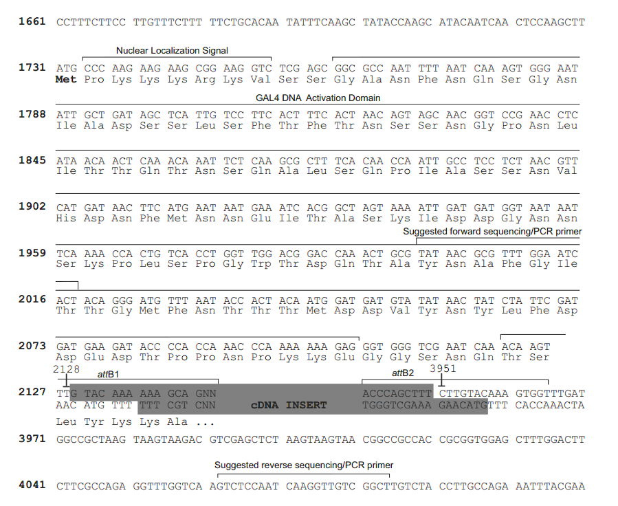 pDEST22多克隆位点