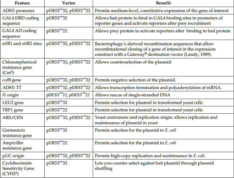 pDEST22载体特征