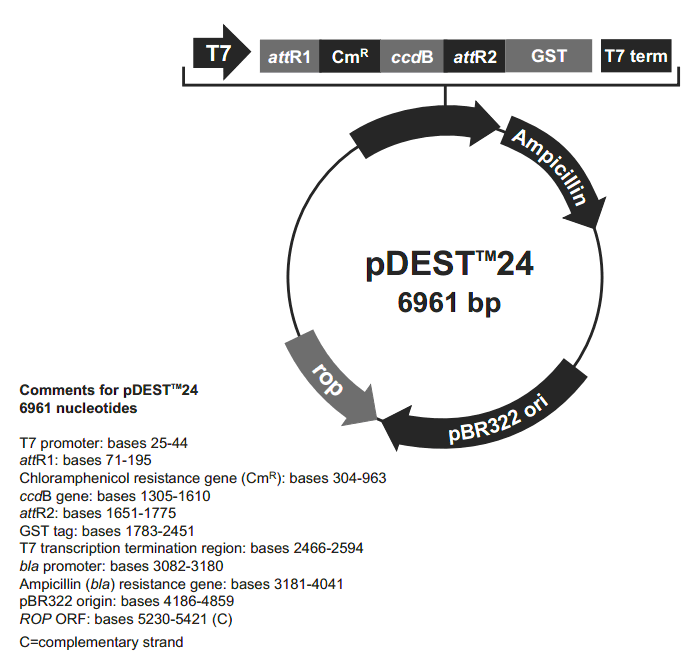 pDEST24載體圖譜