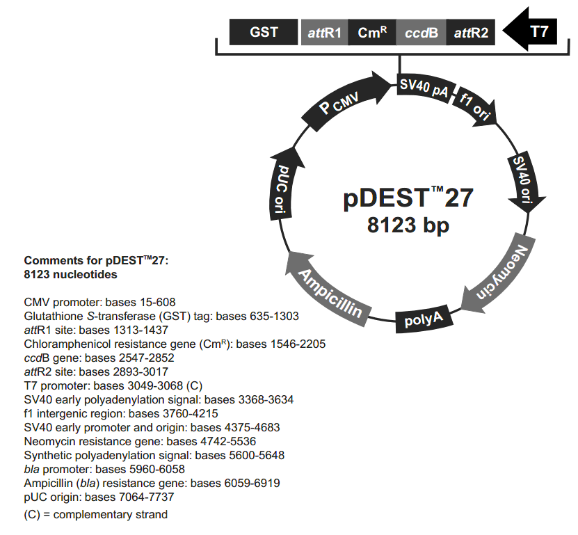 pDEST27载体图谱