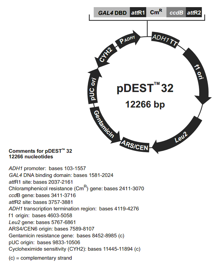 pDEST32载体图谱