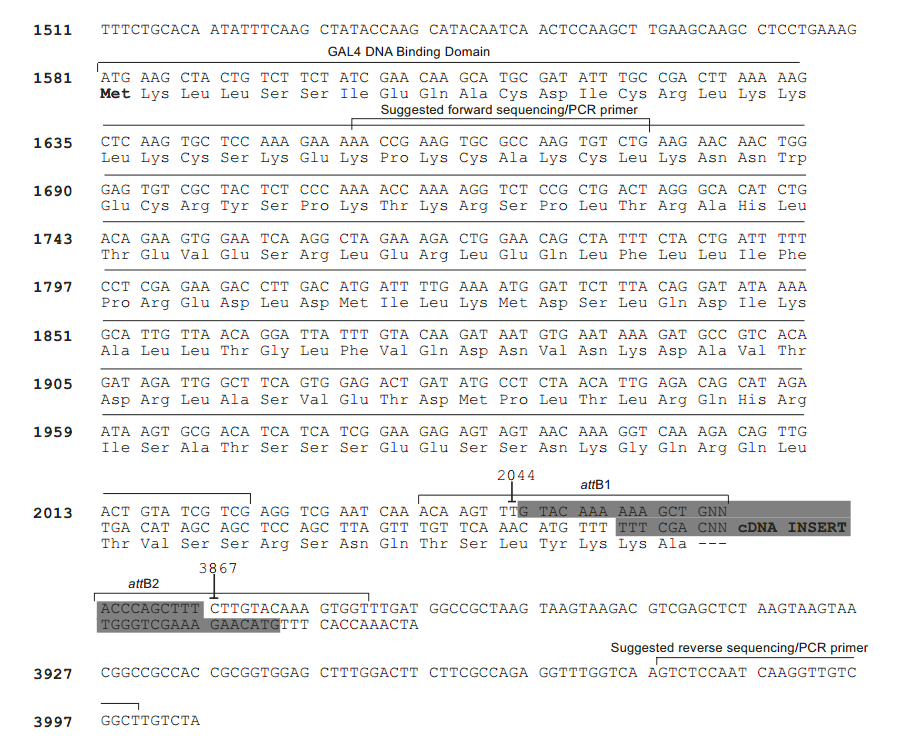 pDEST32多克隆位点