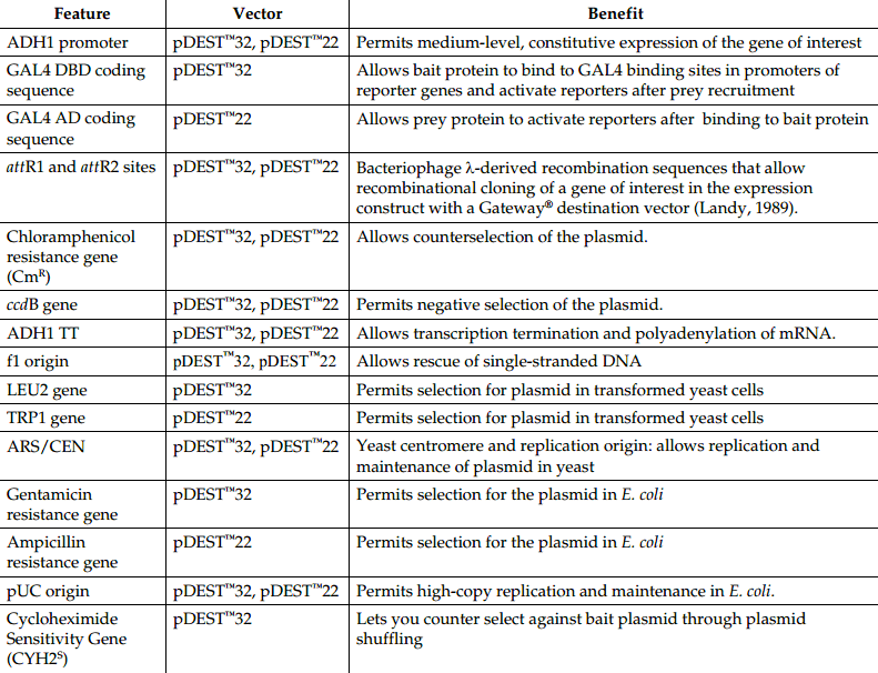 pDEST32载体特征