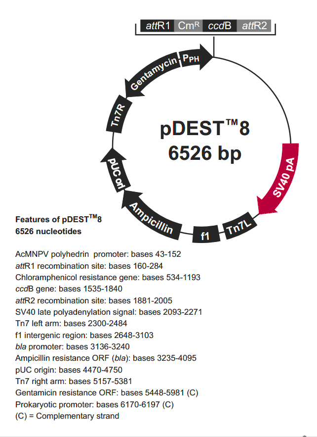pDEST8载体图谱