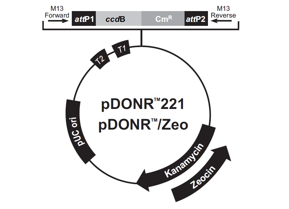 pDONR Zeo载体图谱