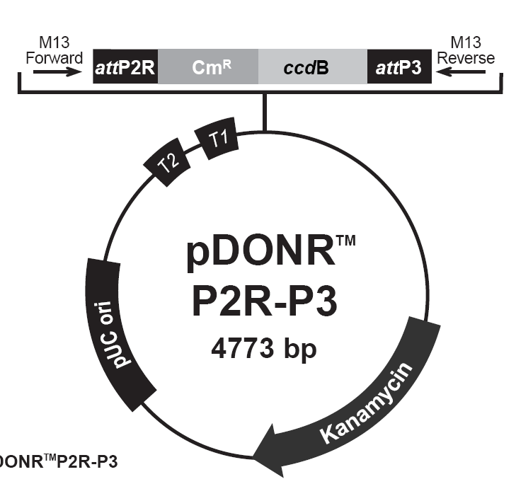 pDONR-P2RP3載體圖譜