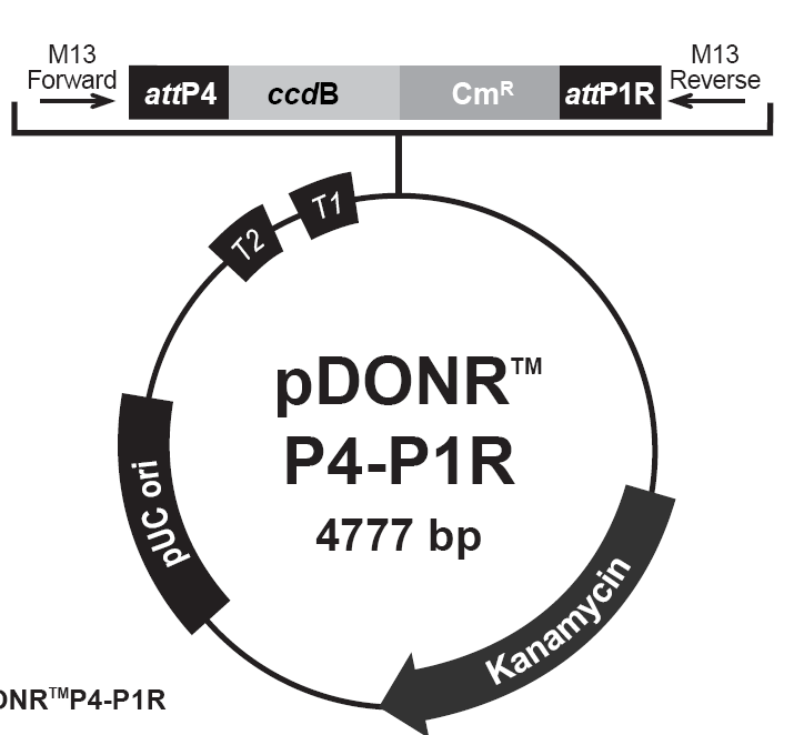 pDONR-P4P1R載體圖譜