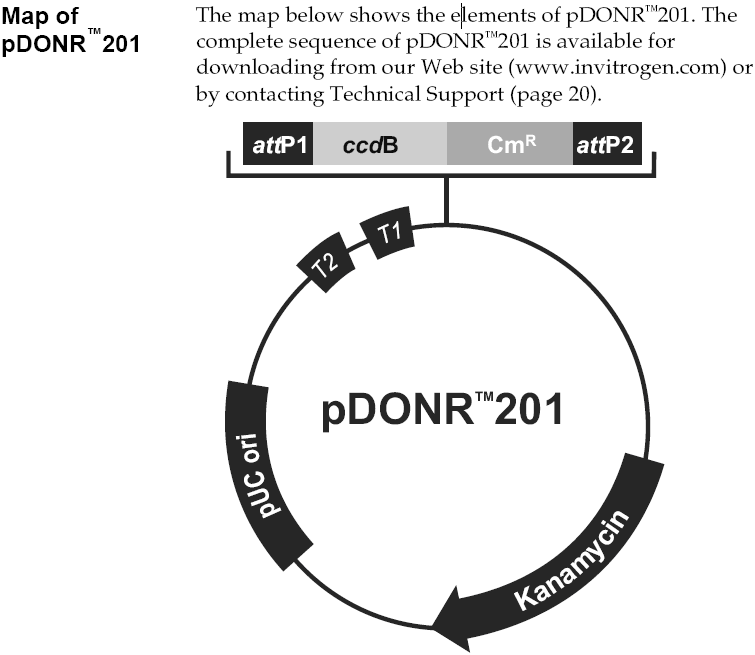 pDONR201载体图谱