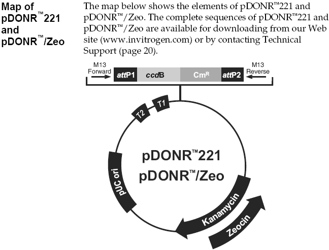 pDONR221載體圖譜
