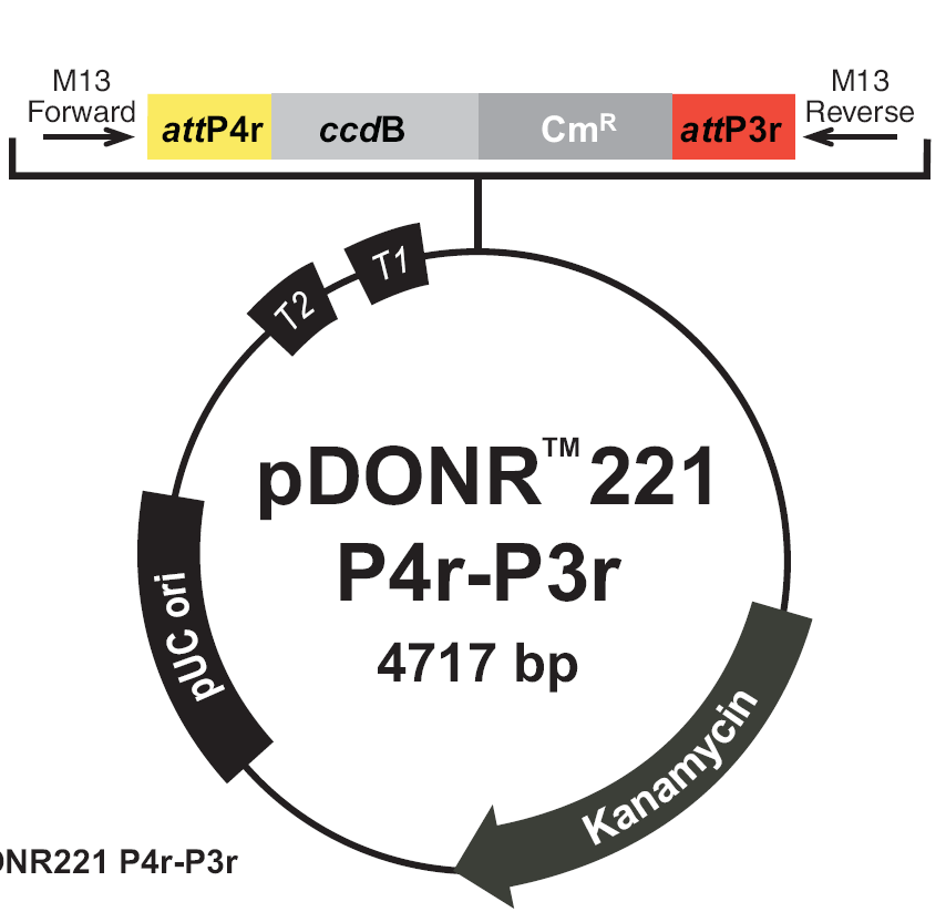 pDONR221-P4RP3R载体图谱