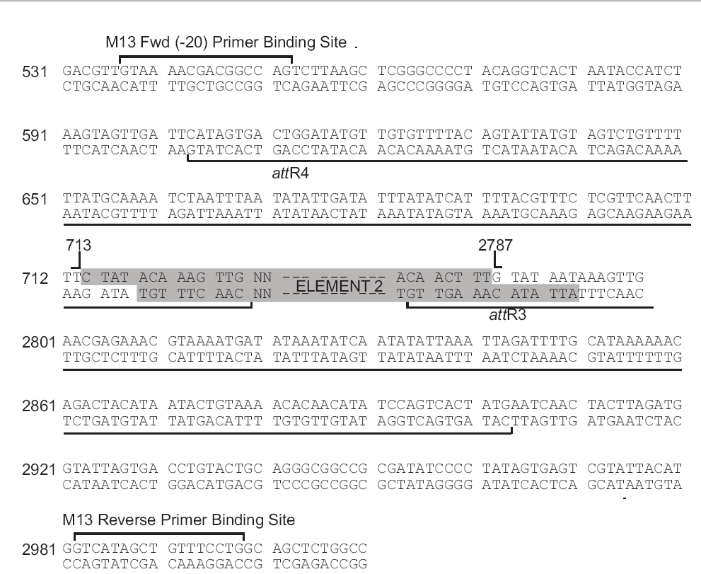 pDONR221-P4RP3R多克隆位点