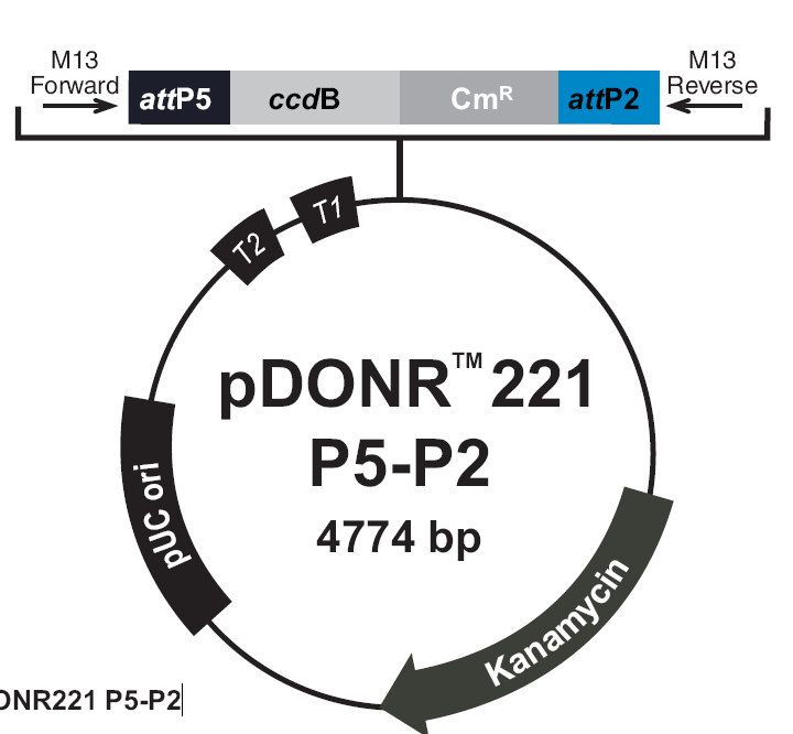 pDONR221-P5P2载体图谱