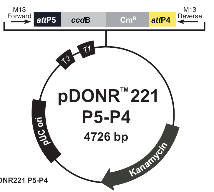 pDONR221-P5P4载体图谱